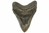 Fossil Megalodon Tooth - Coffee Brown & Sharp Serrations #200803-1